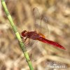 Broad Scarlet Darter