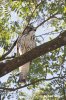 Broad-winged Hawk