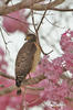 Broad-winged Hawk