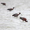 Bronseibis