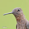 Bronzy Inca