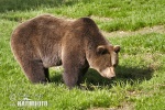 Brown Bear