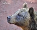 Brown Bear