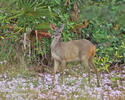 Brown Brocket