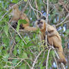 Brown Capuchin Monkey