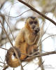 Brown Capuchin Monkey