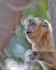 Brown Capuchin Monkey