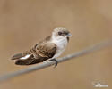 Brown-chested Martin