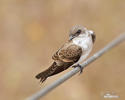 Brown-chested Martin