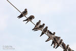 Brown-chested Martin