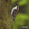 Brown Creeper