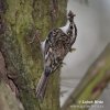 Brown Creeper