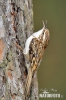 Brown Creeper