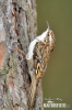 Brown Creeper