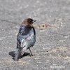 Brown-headed Cowbird