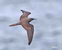 Brown Noddy