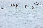 Brown Noddy