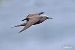 Brown Noddy