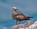 Brown Noddy