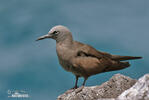 Brown Noddy