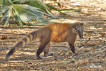 Brown-nosed Coati, South American Coati