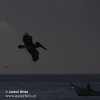 Brown Pelican