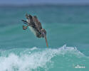 Brown Pelican