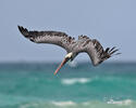 Brown Pelican