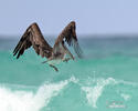 Brown Pelican