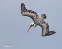 Brown Pelican