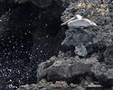 Brown Pelican