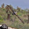 Brown Pelican