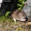 Brown Rat