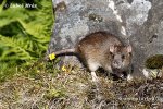 Brown Rat