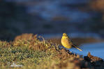 Bruant jaune