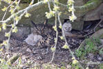 Bubo bubo