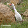 Bubulcus ibis