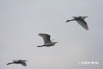 Bubulcus ibis