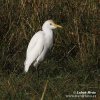 Bubulcus ibis