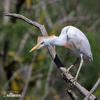 Bubulcus ibis