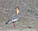 Buff-necked Ibis