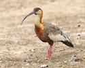 Buff-necked Ibis