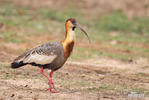 Buff-necked Ibis