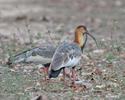 Buff-necked Ibis