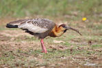 Buff-necked Ibis