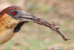 Buff-necked Ibis