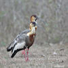 Buff-necked Ibis