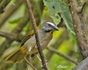 Buff-throated Saltator