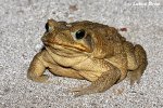 Bufo marinus