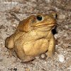 Bufo marinus